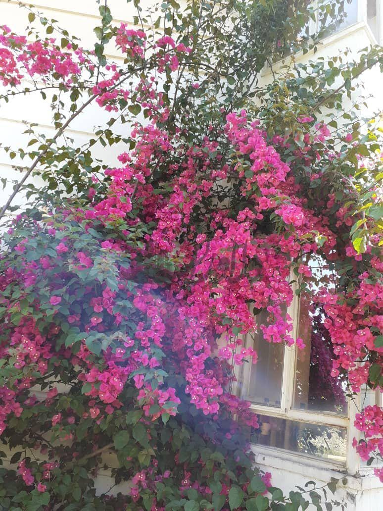 ویلای اصیل در شهرکی 8 هکتاری در وازیوار