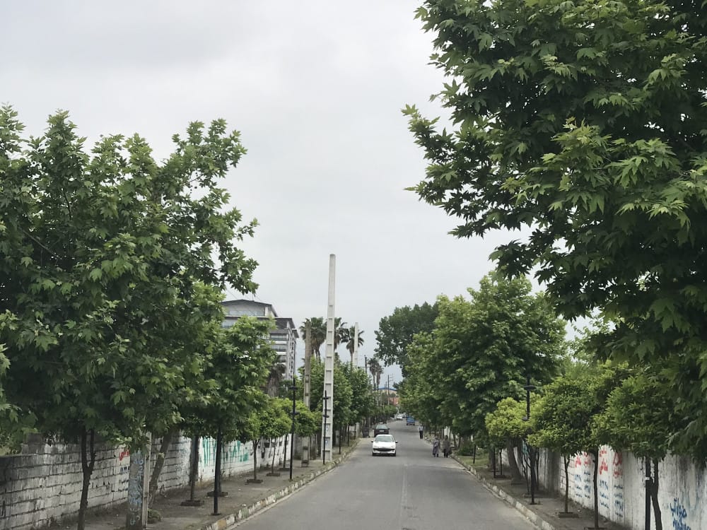 زمین  جنگلی