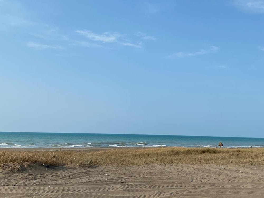 فروش زمین ۷۰۰۰هزار هکتار  بی نظیر   نرسیده به شهرک برند خانه دریا